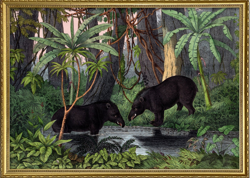 American Tapir