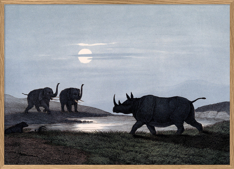 Rhinoceros