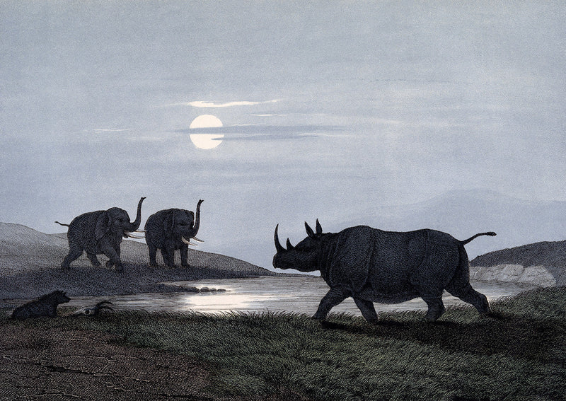 Rhinoceros