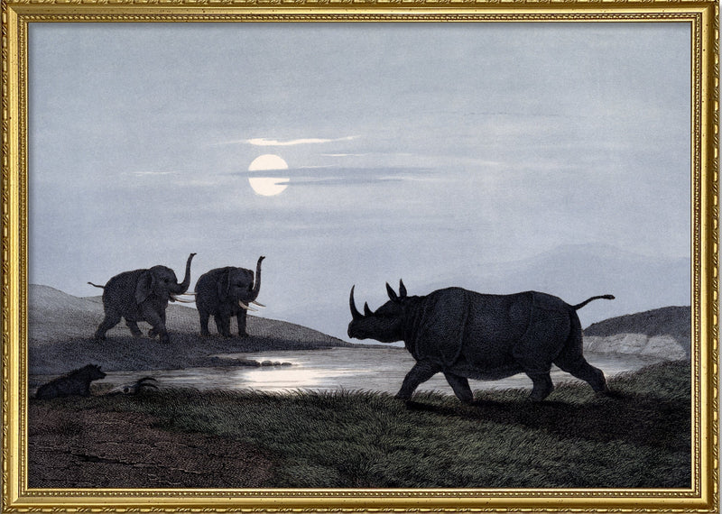 Rhinoceros