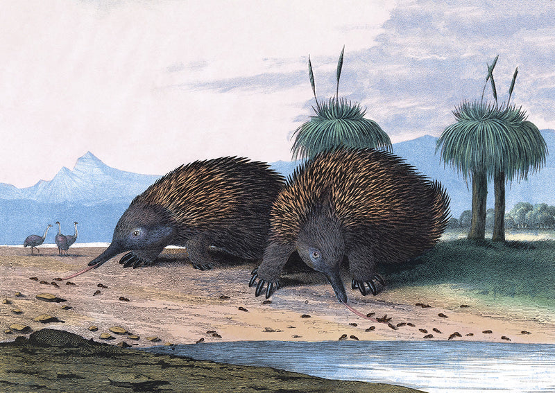 Echidna or Porcupine Ant-Eater