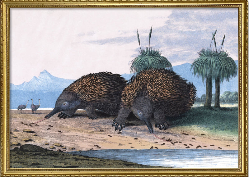 Echidna or Porcupine Ant-Eater