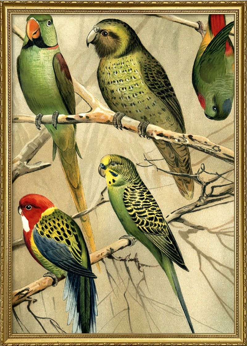 Parrots Right side