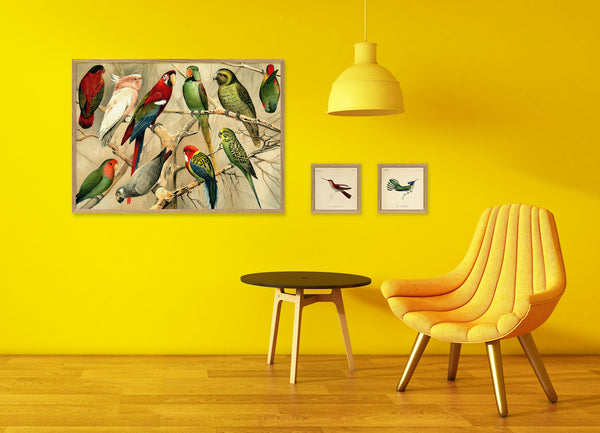 La Caeligene Hummingbird. Mini Print