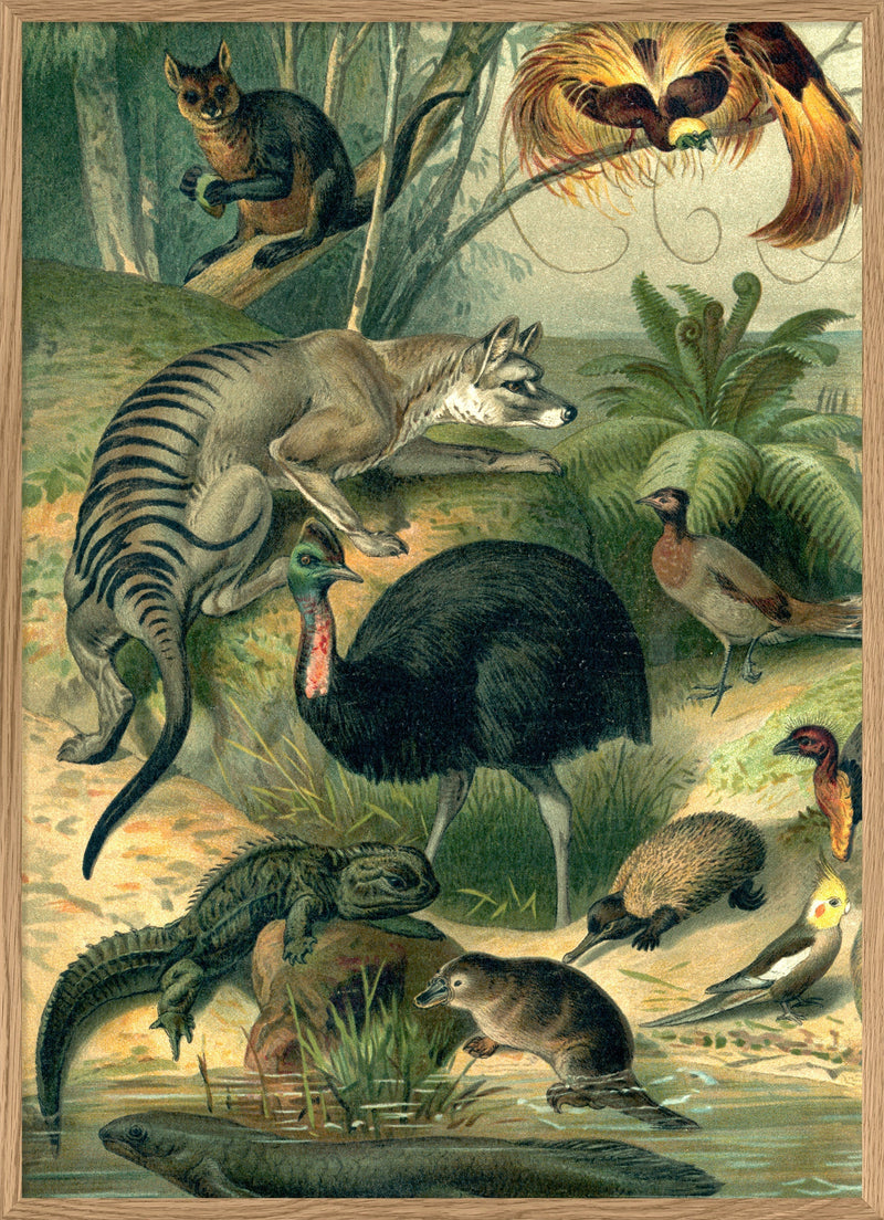 Australian Fauna Left side