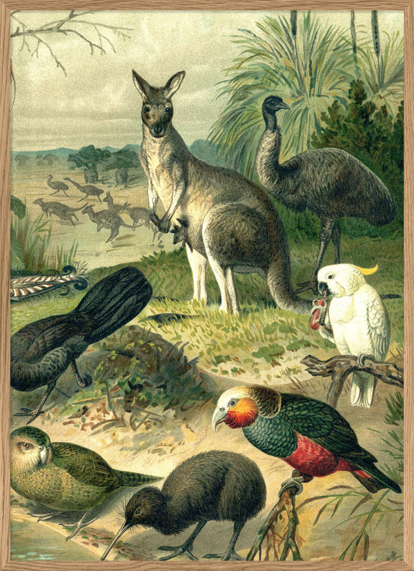 Australian Fauna Right side