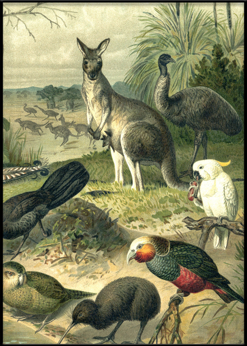 Australian Fauna Right side