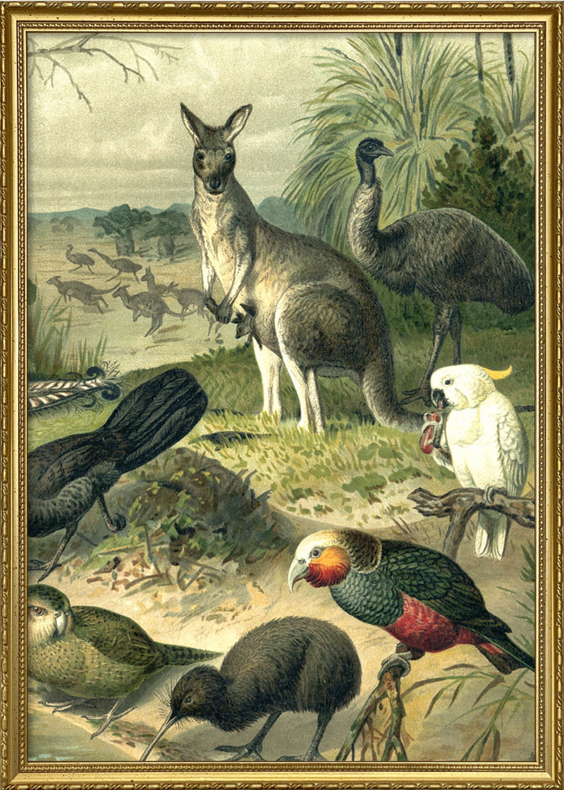 Australian Fauna Right side