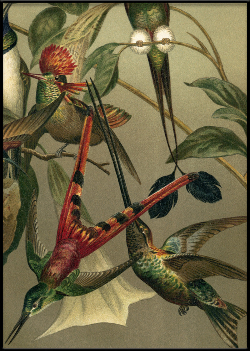 Hummingbirds Close-up