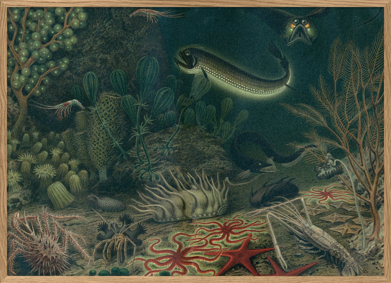 Deep Sea Fauna Horizontal