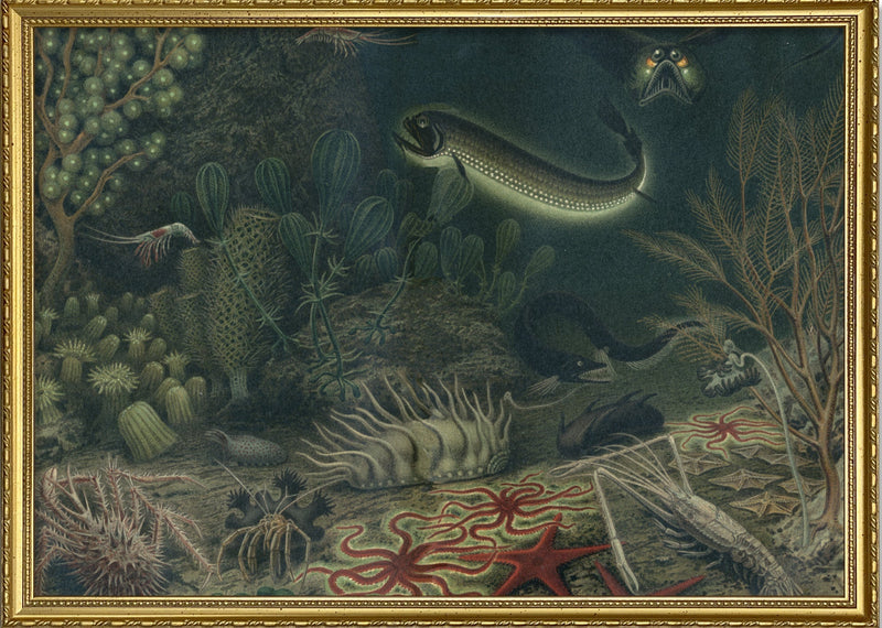 Deep Sea Fauna Horizontal