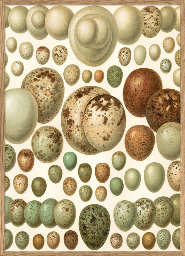 European eggs