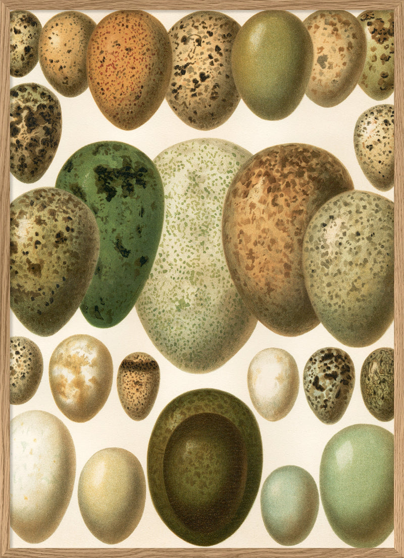 European eggs