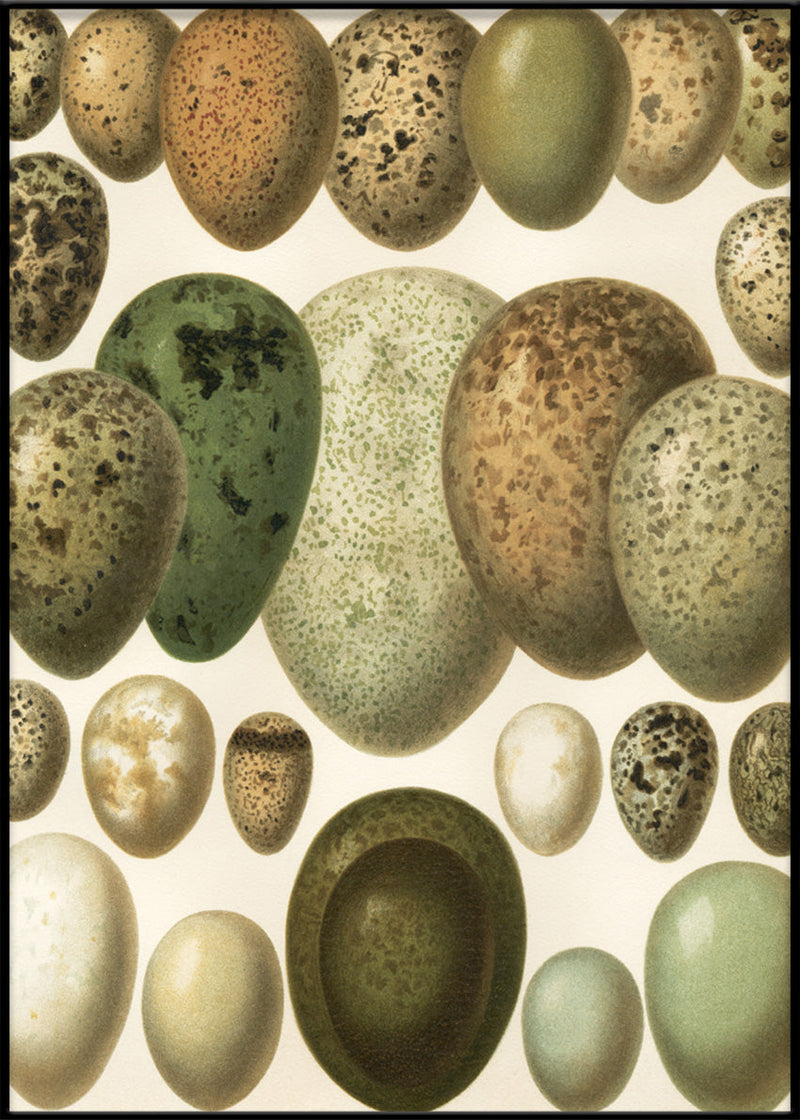 European eggs