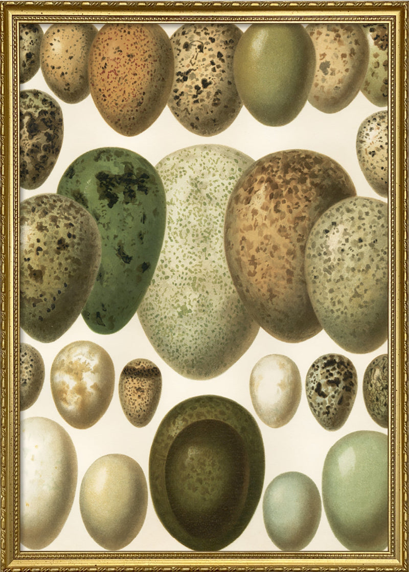 European eggs