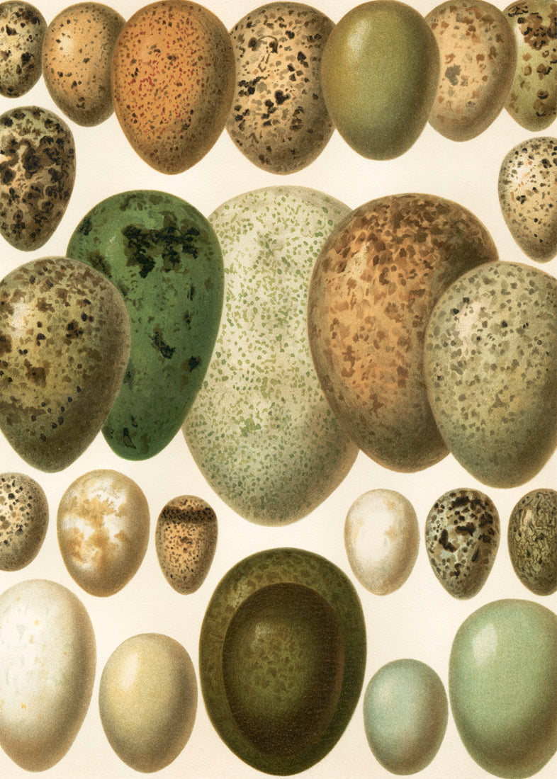 European eggs