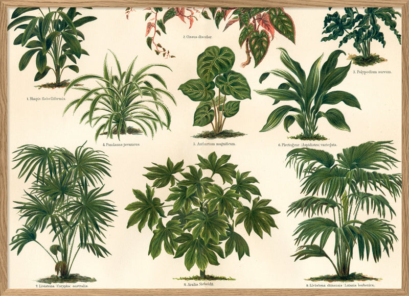 Oriental Plants Horizontal