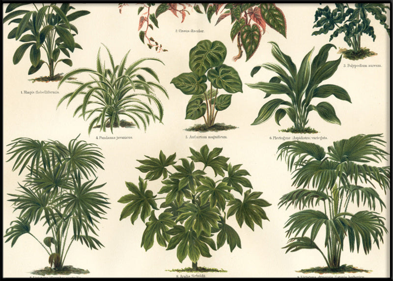 Oriental Plants Horizontal