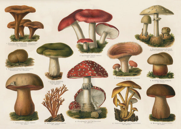 Mushrooms Horizontal