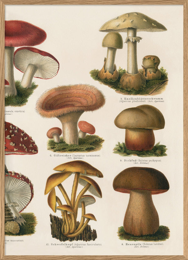 Mushrooms Right Side