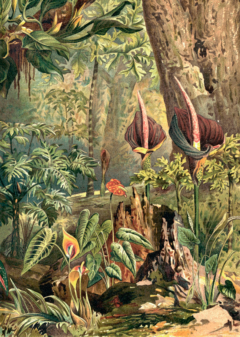 Aracae Right Side
