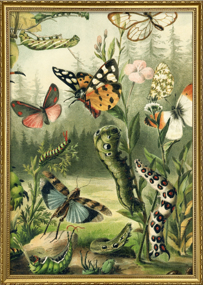 Larvae and butterflies Right Side