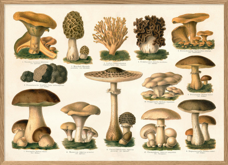 Mushrooms II Horizontal