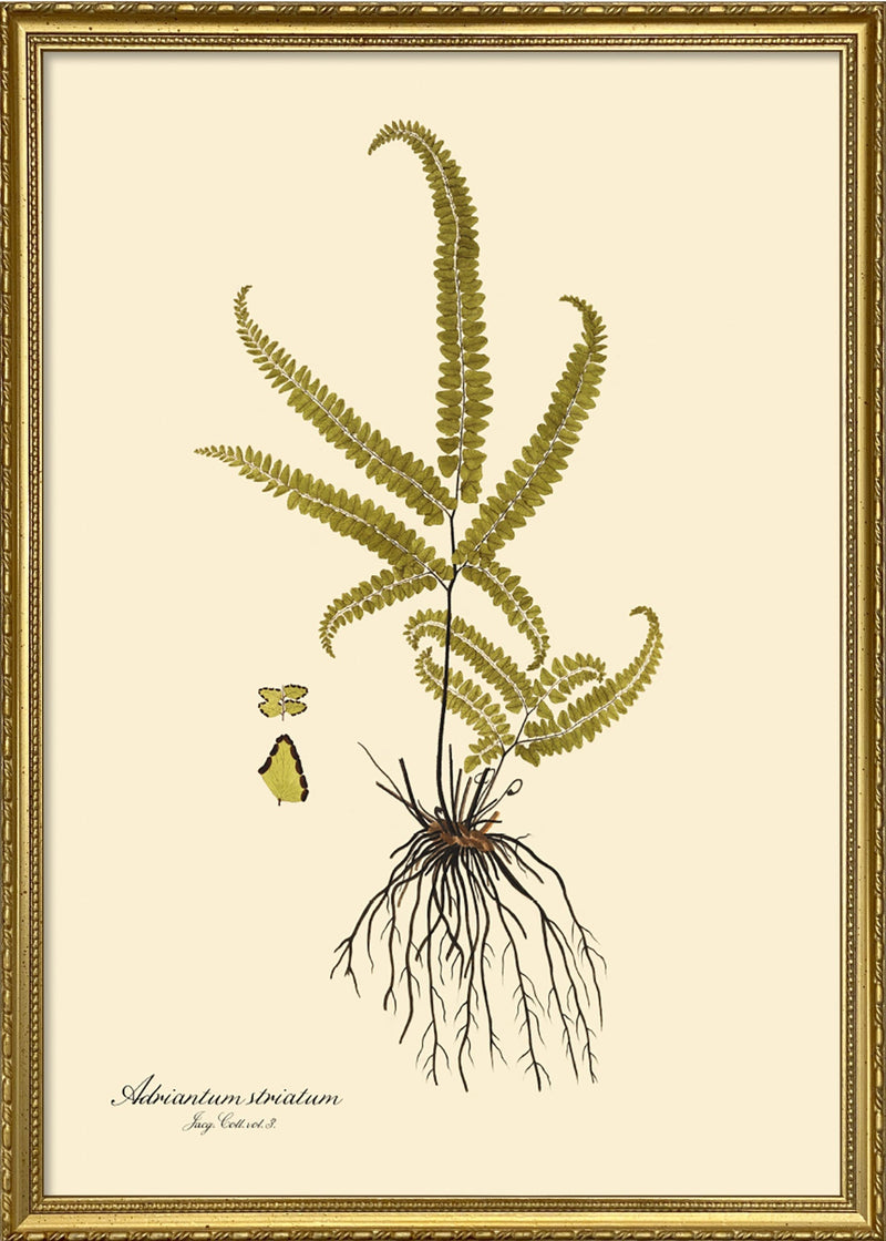Adriantum Striatum