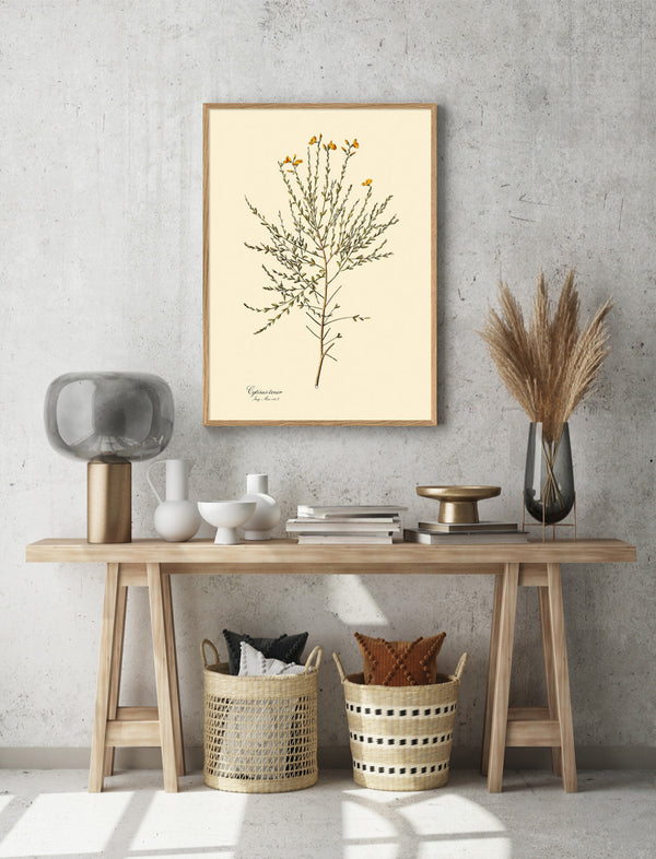 Cytisus Tener