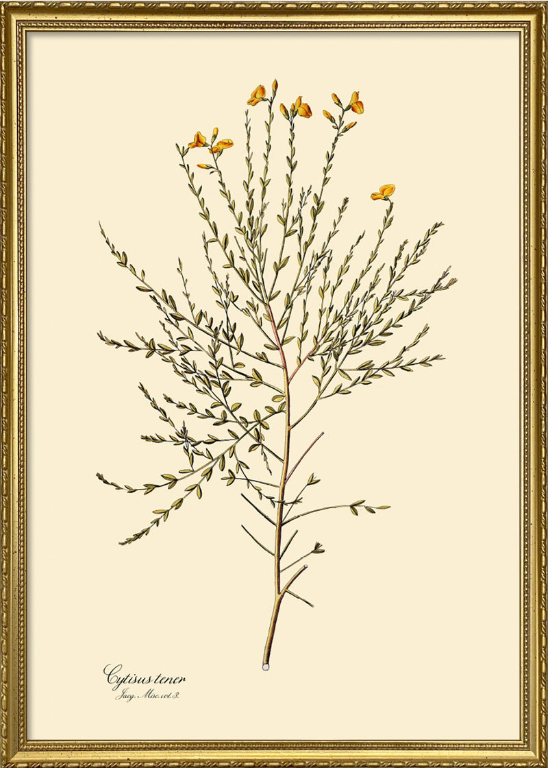 Cytisus Tener
