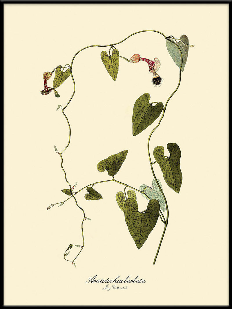 Aristolochia Babata