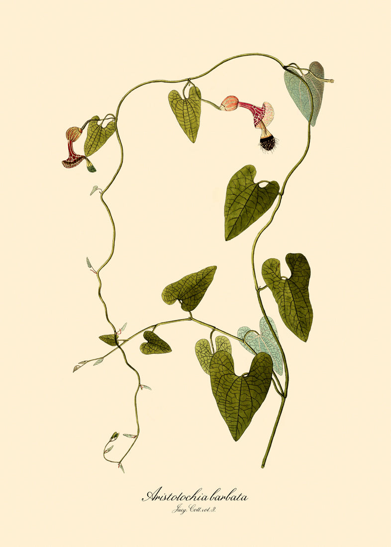 Aristolochia Babata