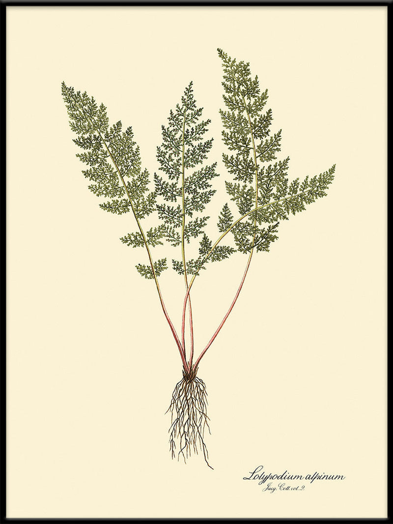 Lolypodium Alpinum