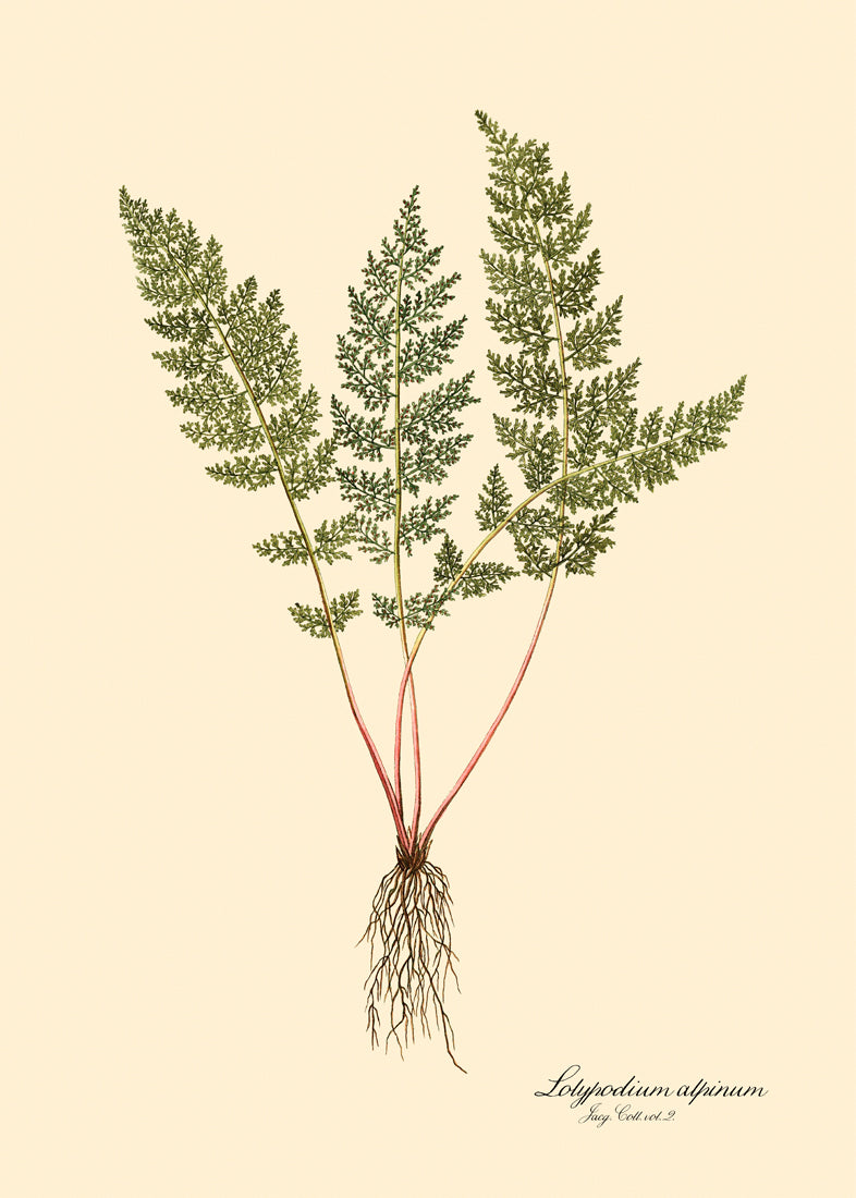 Lolypodium Alpinum