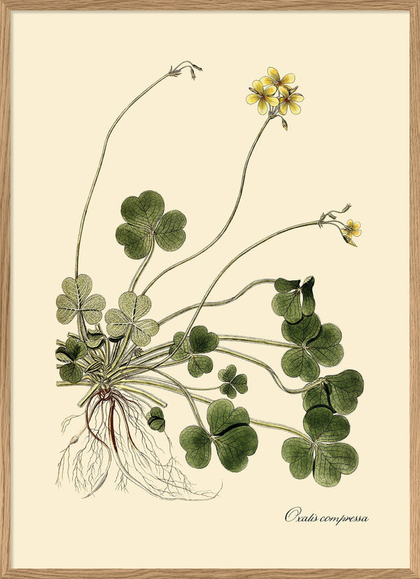 Oxalis Compressa