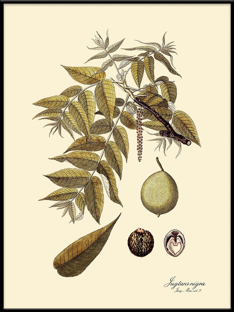 Juglans Nigra