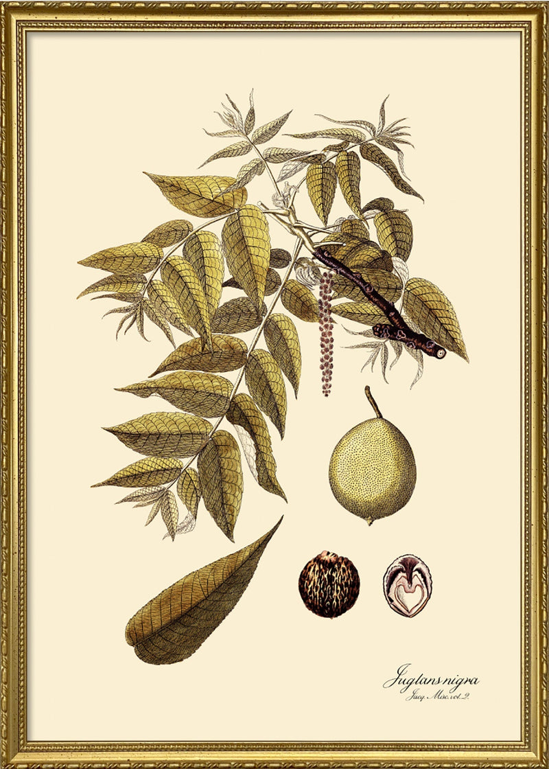 Juglans Nigra