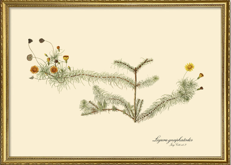 Leysera Gnaphalodes