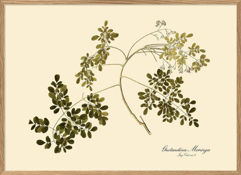 Guilandina Moringa