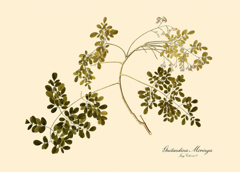 Guilandina Moringa