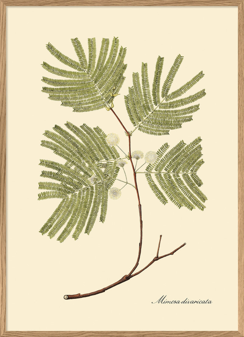 Mimosa Divaricta