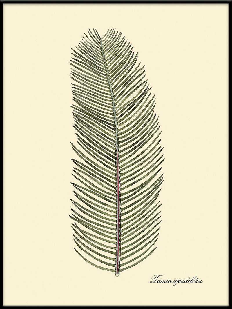 Tamia Cycadifolia