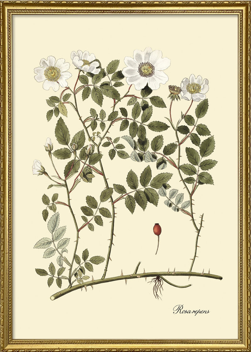 Rosa Repens
