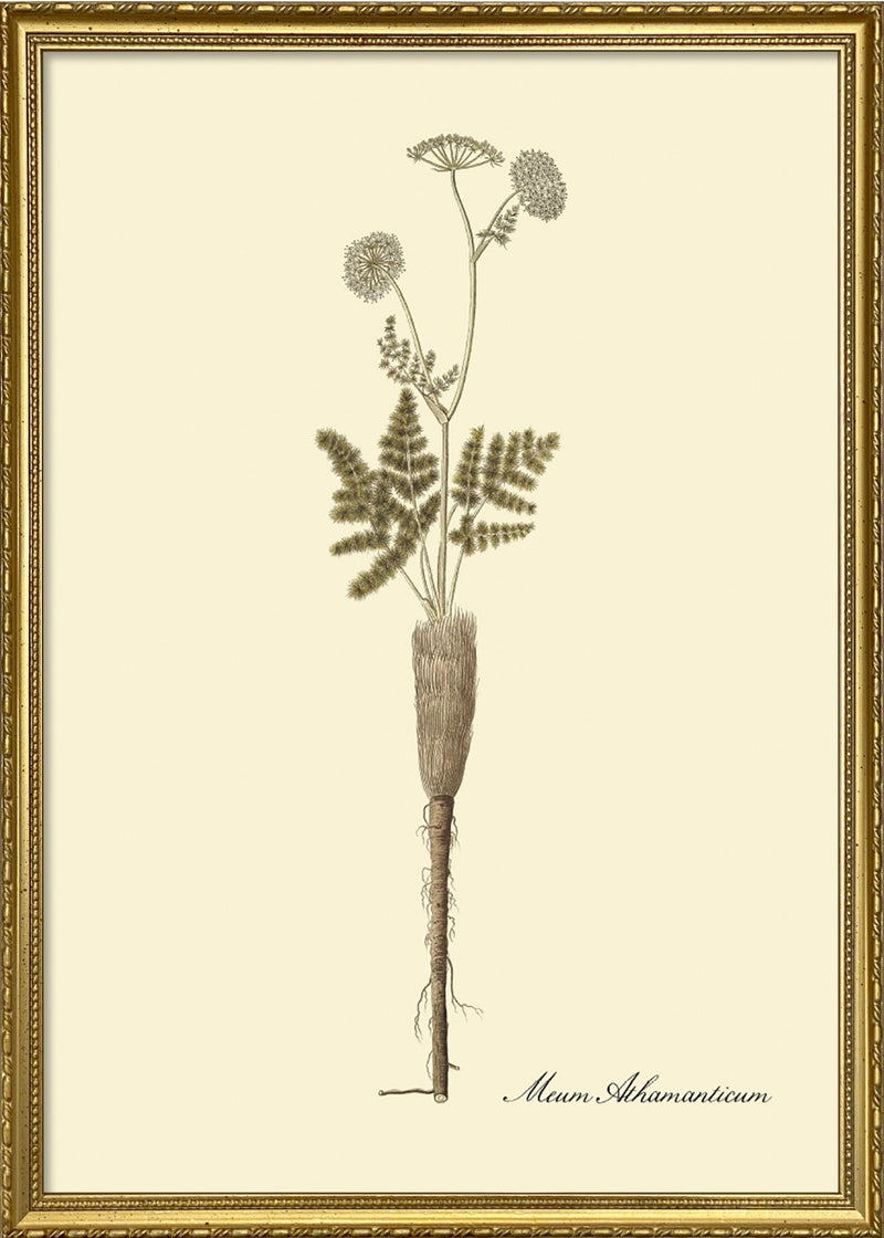Meum Athmanticum