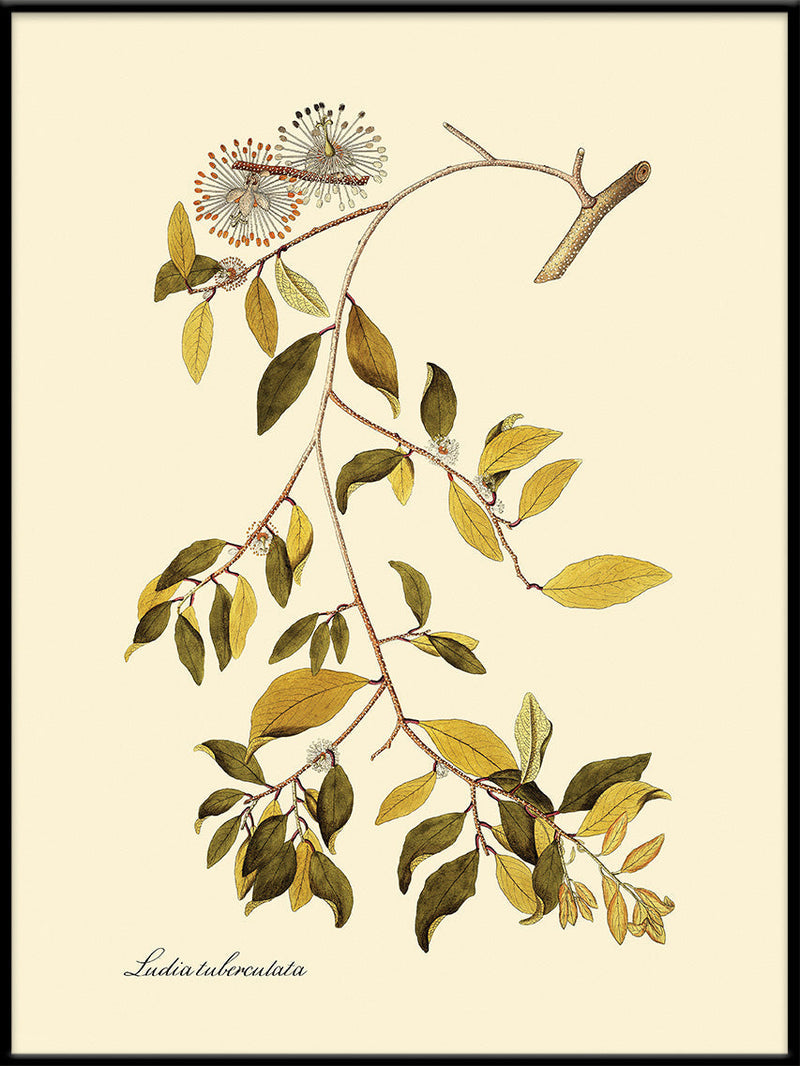 Ludia Tuberculata