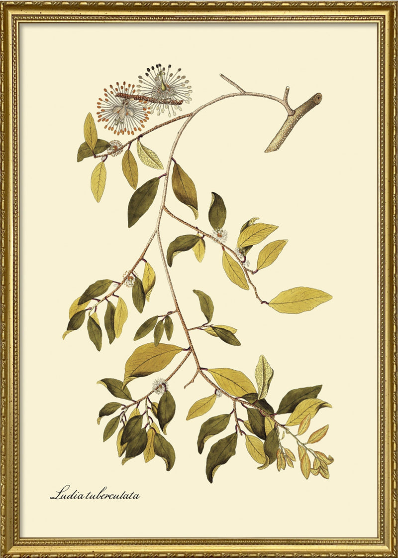 Ludia Tuberculata