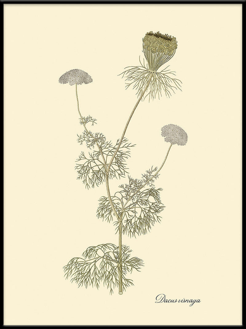 Dacusvisnaga