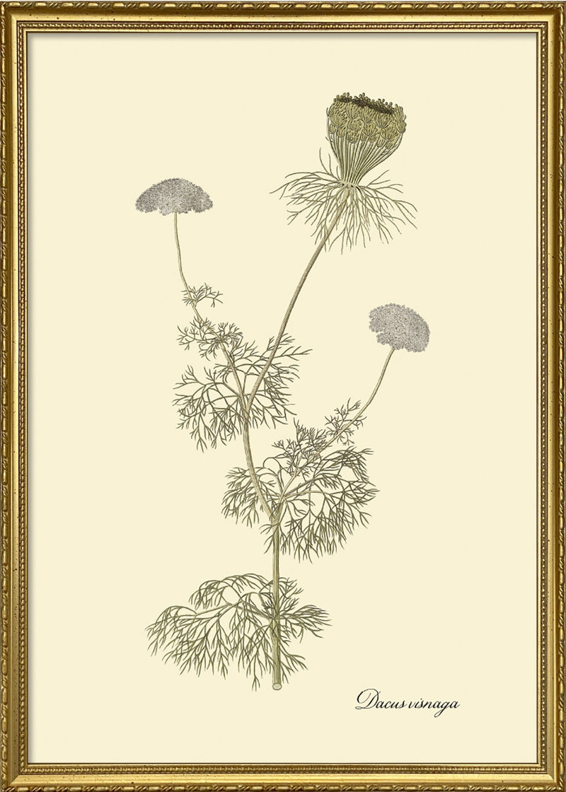 Dacusvisnaga