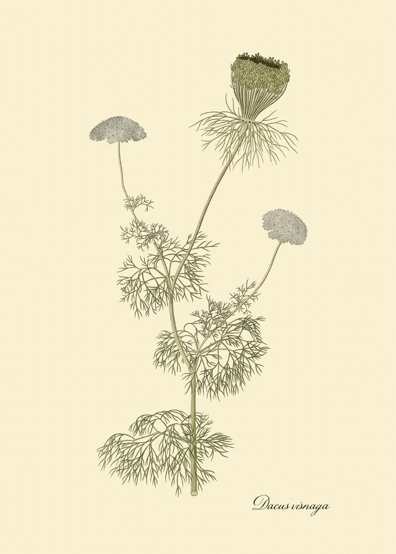 Dacusvisnaga