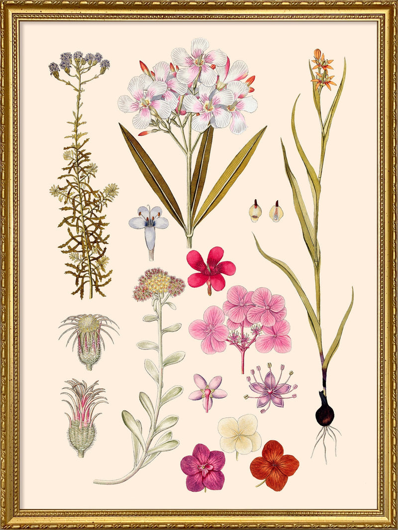 Nerium Odorum